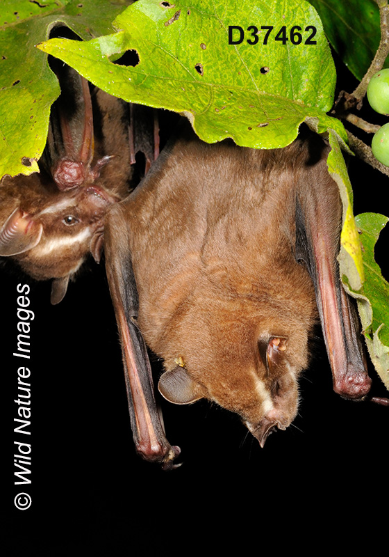 Artibeus lituratus, Great Fruit-eating Bat